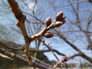 【サクラ開花情報】2022年3月5日まだまだ、つぼみです。