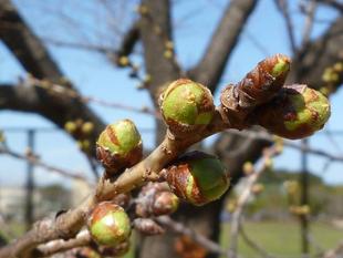 【サクラ開花情報】2022年3月15日　少し膨らんだかな。