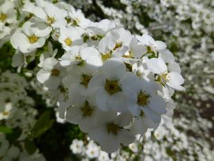 長浜公園よりサクラじゃないけど、続々と開花のおしらせ♪