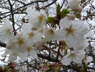 【サクラ開花情報】2022年3月26日　咲き始めの嵐で良かった