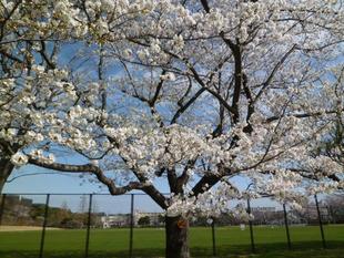 【サクラ開花情報】2022年3月28日　標準木ほぼ満開　