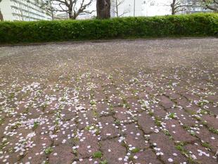 【サクラ開花情報】2022年3月31日　散り始め