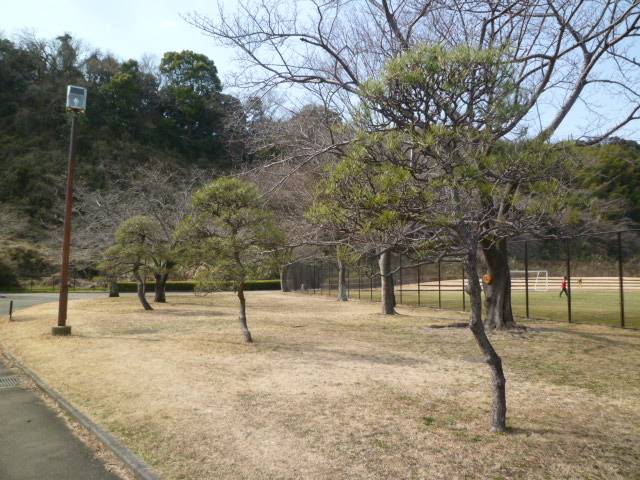 3月5日は啓蟄(けいちつ)『こも巻き』を取り外しましたの写真