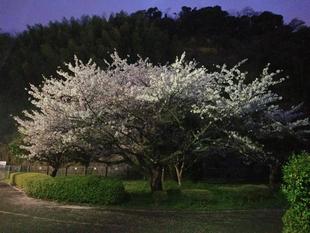 【サクラ開花情報】2022年4月6日　夜桜