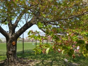 【サクラ開花情報】2022年4月9日　葉桜になりました　