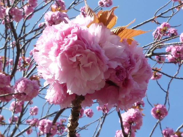 【サクラ開花情報】2022年4月12日 ヤエザクラ満開の写真