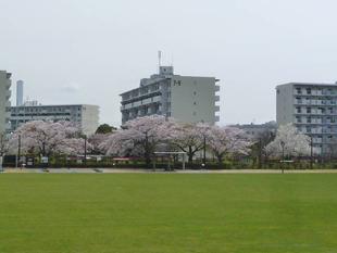 【サクラ開花情報】2022年4月2日