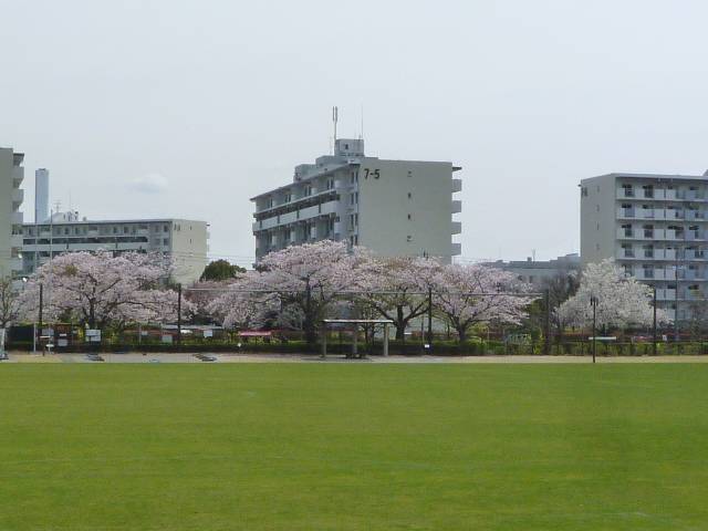 【サクラ開花情報】2022年4月2日の写真