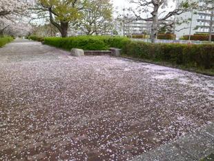 【サクラ開花情報】2022年4月5日　桜絨毯