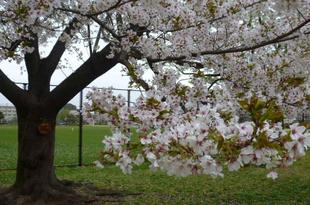 【サクラ開花情報】2022年4月3日　花散らしの雨