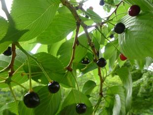 【サクランボ】なってますよ～♪