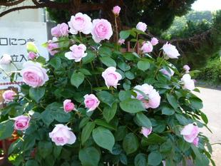 植物観察ツアー（ローズガーデン観賞ツアー）を開催しました♪