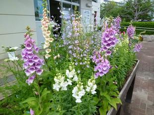 園内のお花状況です♪
