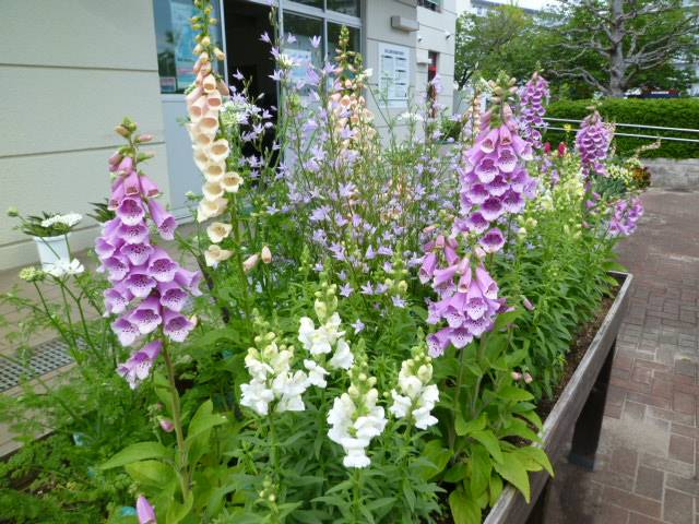 園内のお花状況です♪の写真