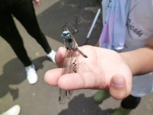 【トンボとり大作戦2022】（第1回目）を開催したよ～♪