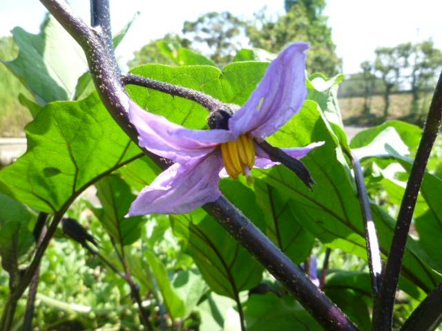 トンボ池の菜園。順調です☆の写真