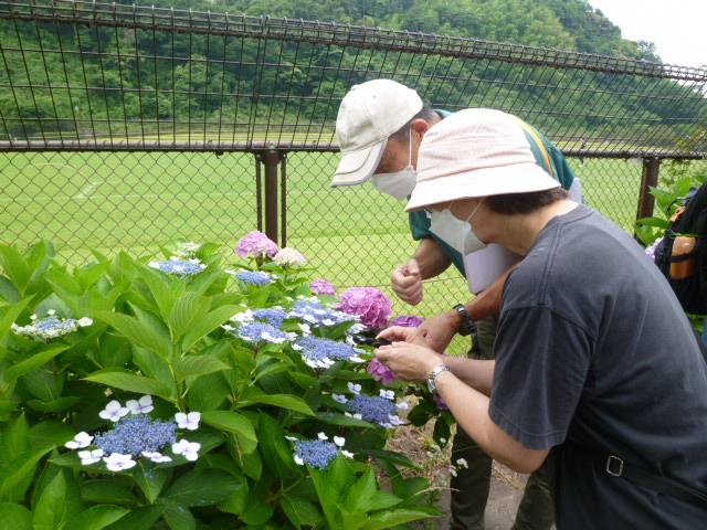 『植物観察ツアー(アジサイ観賞と剪定・挿し木)』を開催しました♪の写真