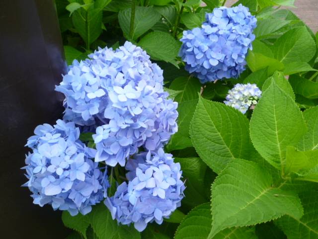 アジサイ咲き始めてます☆の写真