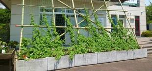 グリーンカーテン　成長中です♪