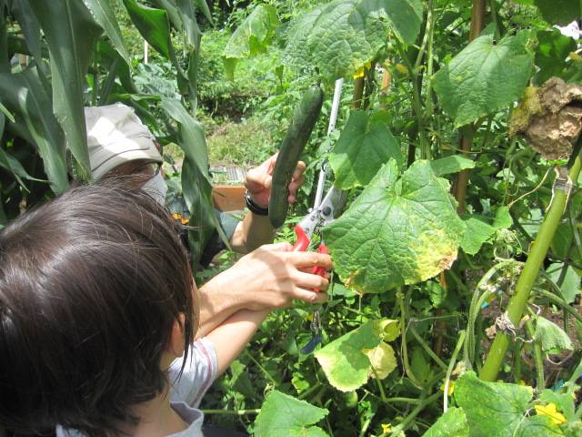 菜園でお友だちに収穫してもらったよ♪の写真
