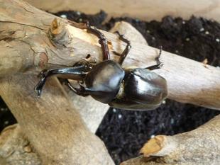 カブトムシ大作戦、進行中！