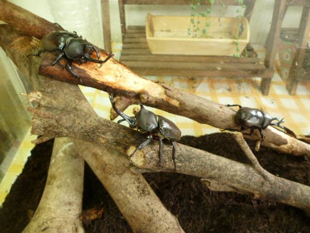 【カブトムシ展示】はじめました♪の写真