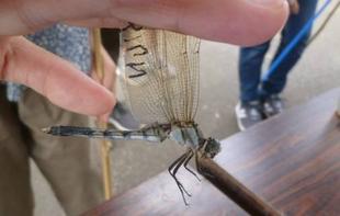 【トンボとり大作戦】（第2回）を開催しましたよ～♪