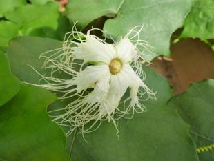 夏の園内植物の状況をお伝えします