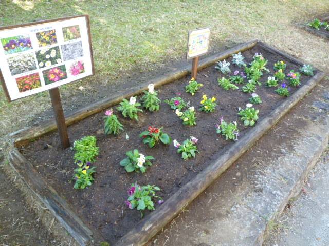 花植えイベント(花育)を行いました✿の写真