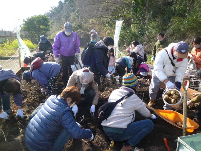 植物観察ツアー⑥【ジャガイモ収穫体験】を開催しました♪の写真