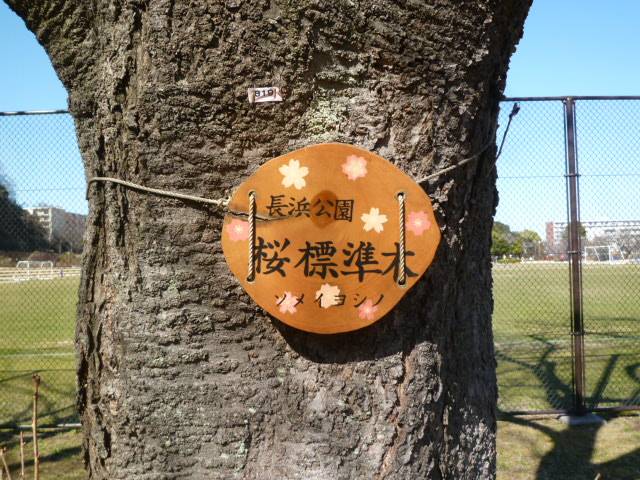 【予告】2023年3月上旬頃よりサクラの開花情報を発信しますの写真