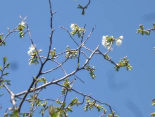 【サクラ開花情報2023】3月19日　開花宣言♪