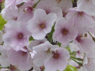 【サクラ開花情報】3月26日　【桜始開】