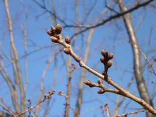 【サクラ開花情報】2023年3月5日　まだまだつぼみ・・・本格的な春が待ち遠しいな。