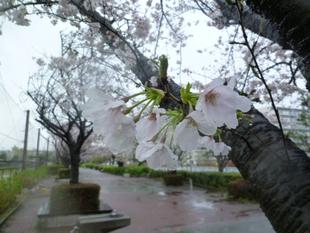 【サクラ開花情報2023】3月25日　桜雨