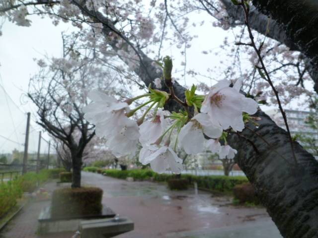 【サクラ開花情報2023】3月25日 桜雨の写真