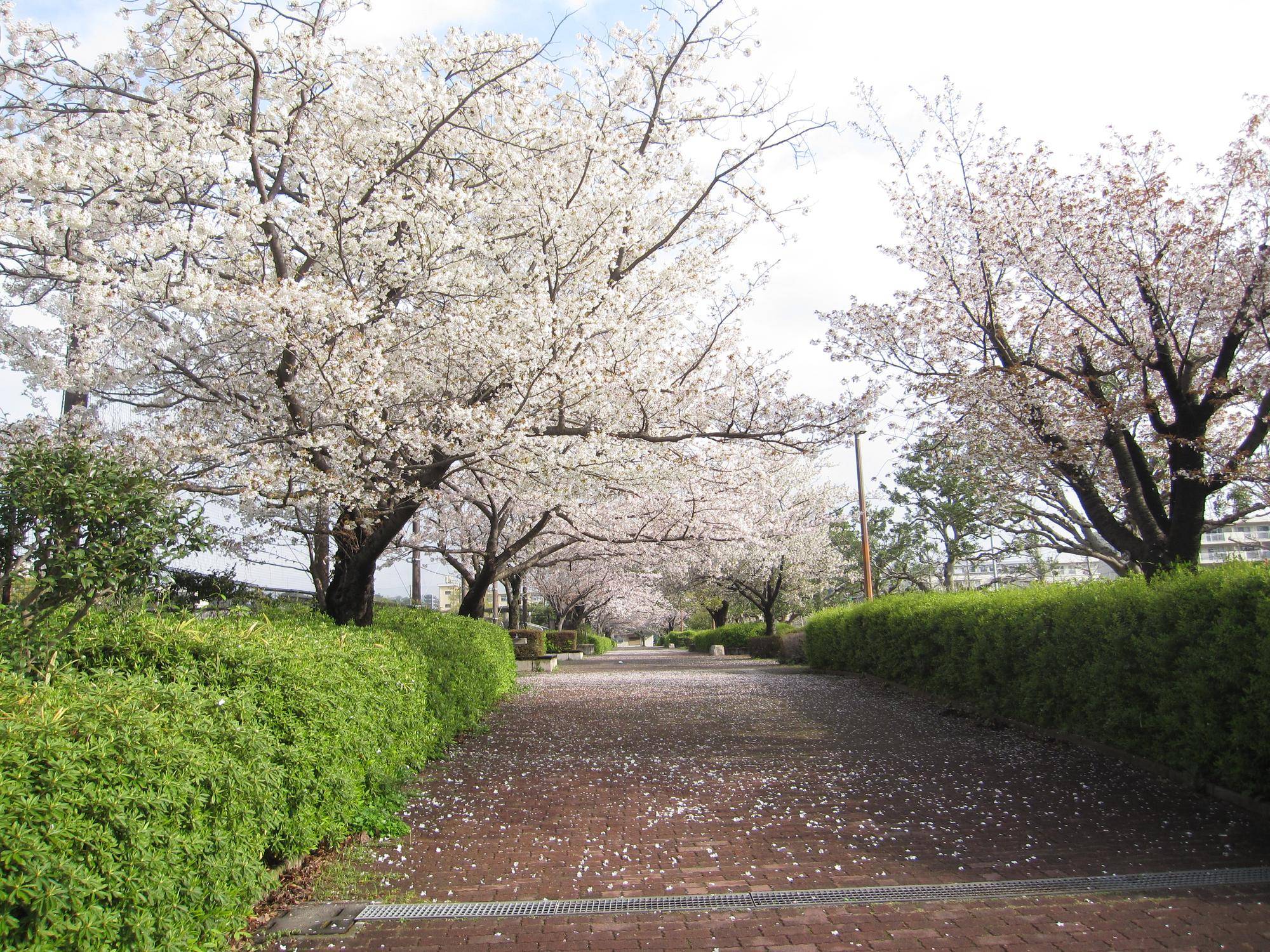 【サクラ開花情報2023】3月30日 【花七日】の写真