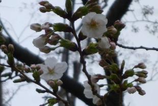 【サクラ開花情報2023】春分の日、雀始巣。