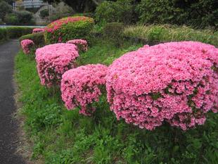 【ツツジが咲き始めましたよ～♪】