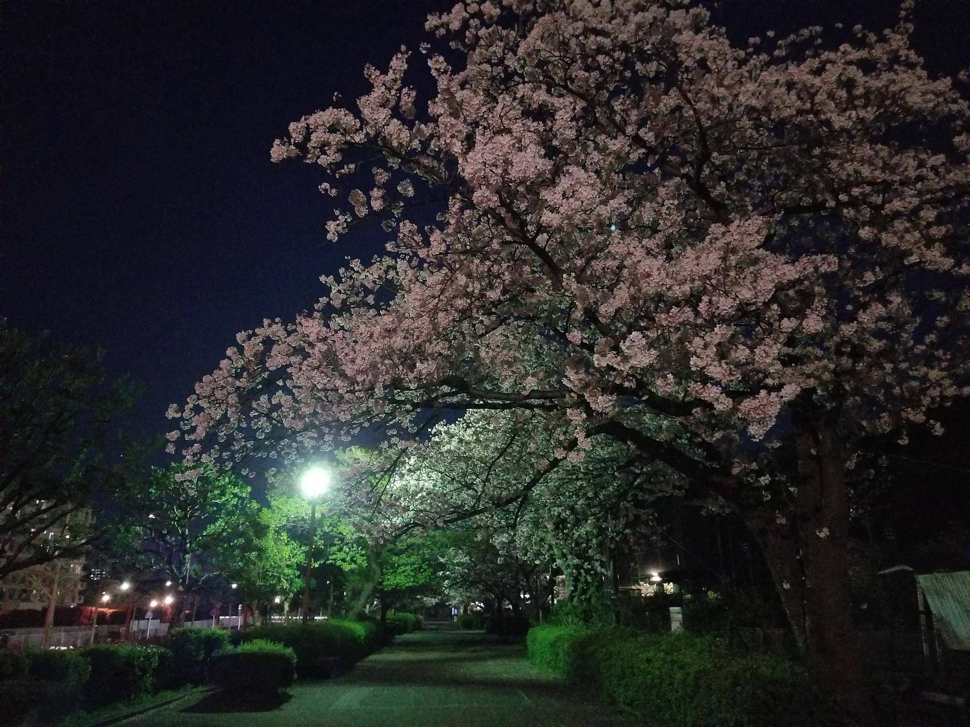 【サクラ開花情報2023】4月1日 夜桜の写真