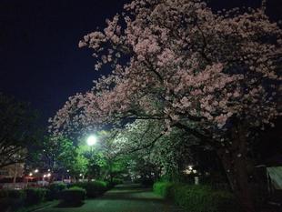 【サクラ開花情報2023】4月1日　夜桜