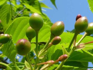 【サクラ開花情報2023】4月12日　サクランボ🍒