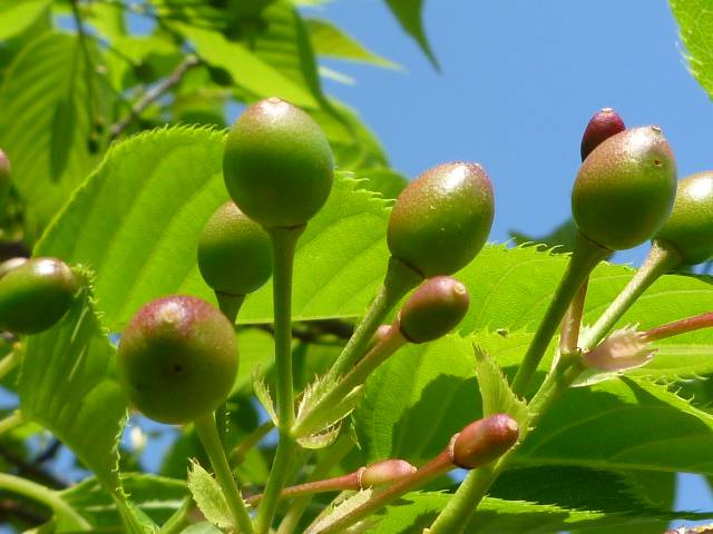 【サクラ開花情報2023】4月12日 サクランボ🍒の写真