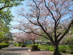 『サクラ開花情報2023』4月4日　花衣