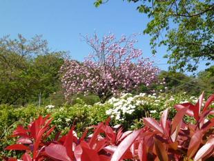 【サクラ開花情報2023】4月9日　清明の八重桜（カンザン）