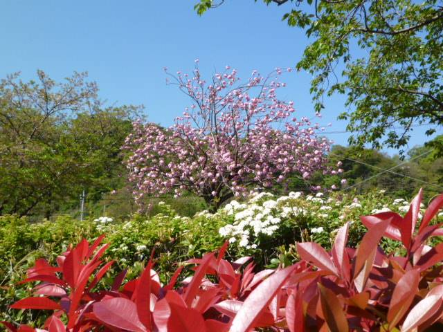 【サクラ開花情報2023】4月9日 清明の八重桜(カンザン)の写真