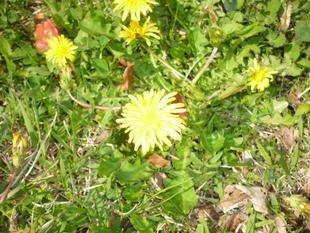 【雷乃発声】桜も良いけど、春はみんなに訪れてますよ～♪