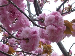 【サクラ開花情報2023】4月7日　花風、花の嵐