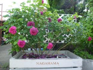 長浜公園【ローズガーデン】　バラ満開です♪