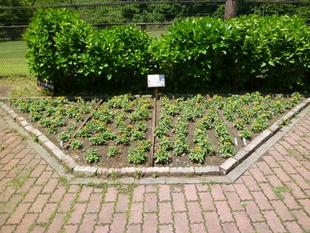 【脱プラスティック】に挑戦！